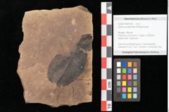 Foto (Objekt + Etikett) von Quercus palaeoilex Ettingshausen (NHMW-GEO-2024-0188-0935)